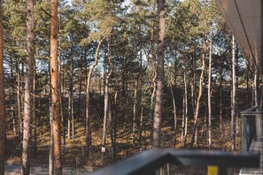 Ein bewaldetes Gebiet mit hohen Bäumen und einer Straße.
