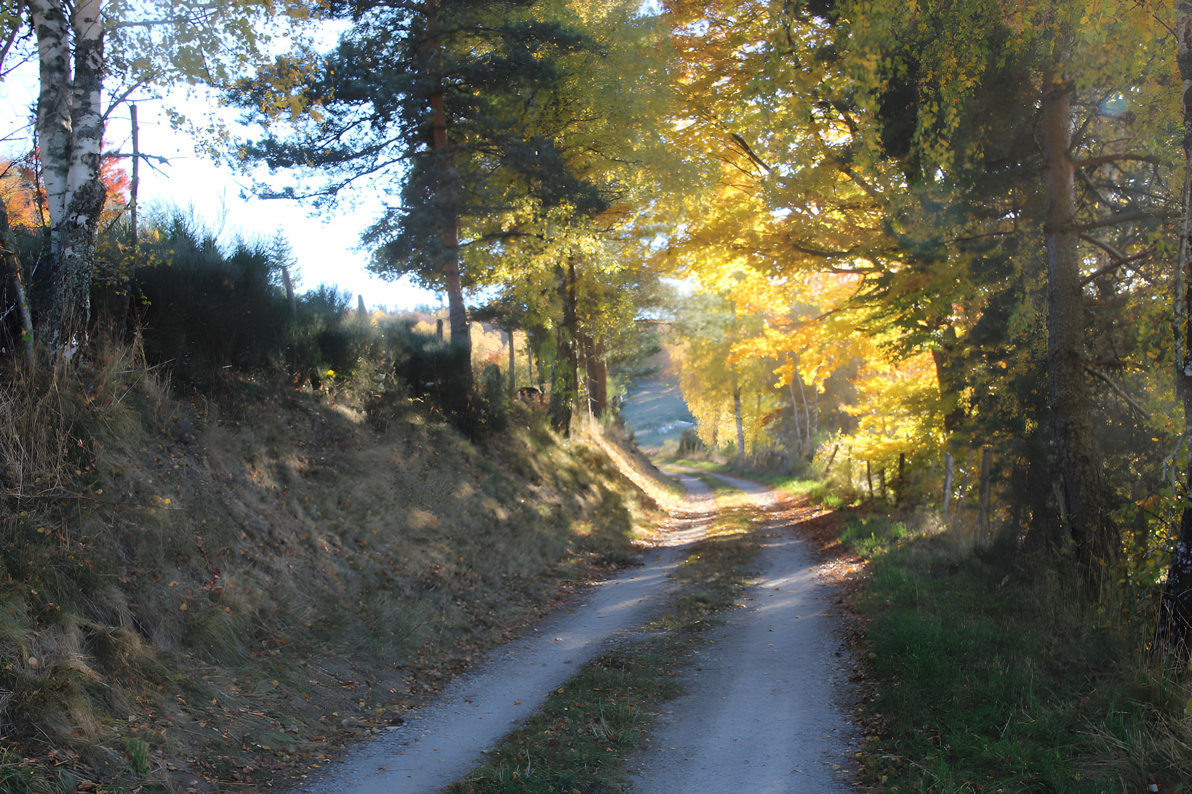 Un sendero estrecho bordeado de árboles con un camino de tierra.