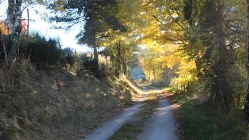 Un sendero estrecho bordeado de árboles con un camino de tierra.