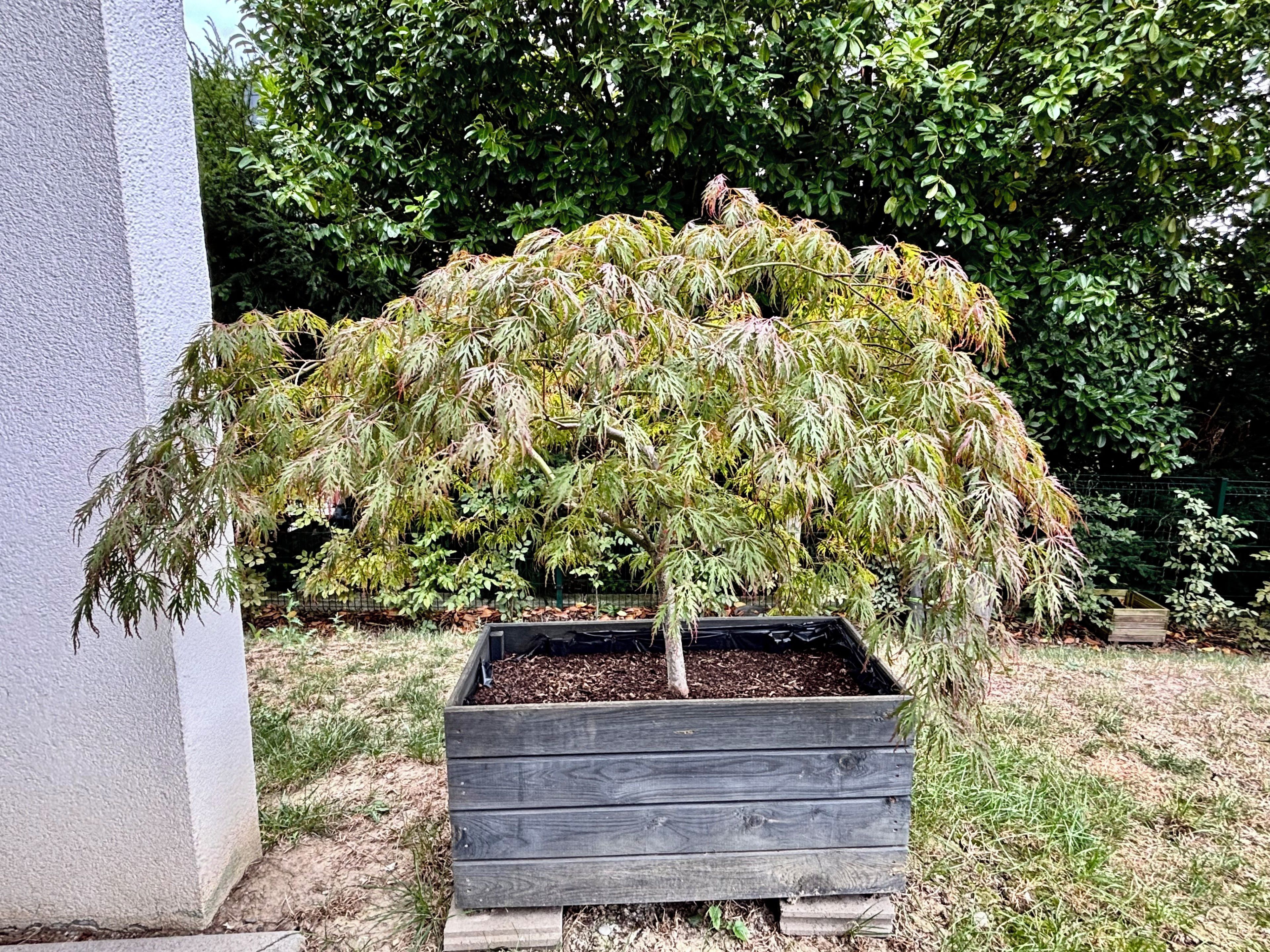 Un arbre en pot, doté d’un tronc épais et d’un feuillage dense, placé dans un bac en bois sur une pelouse.