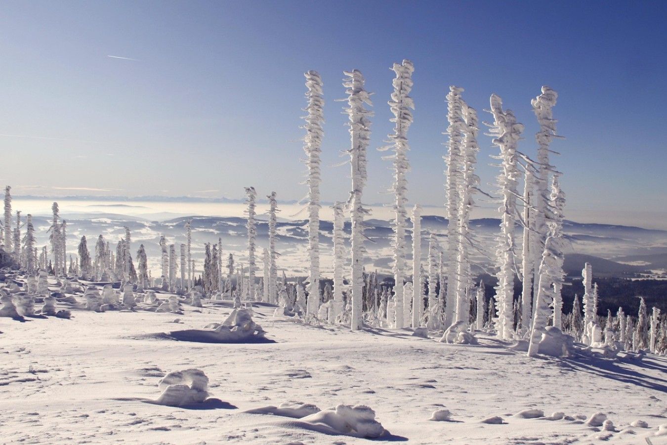 Paisatge nevós amb arbres coberts de neu i un cel serè.