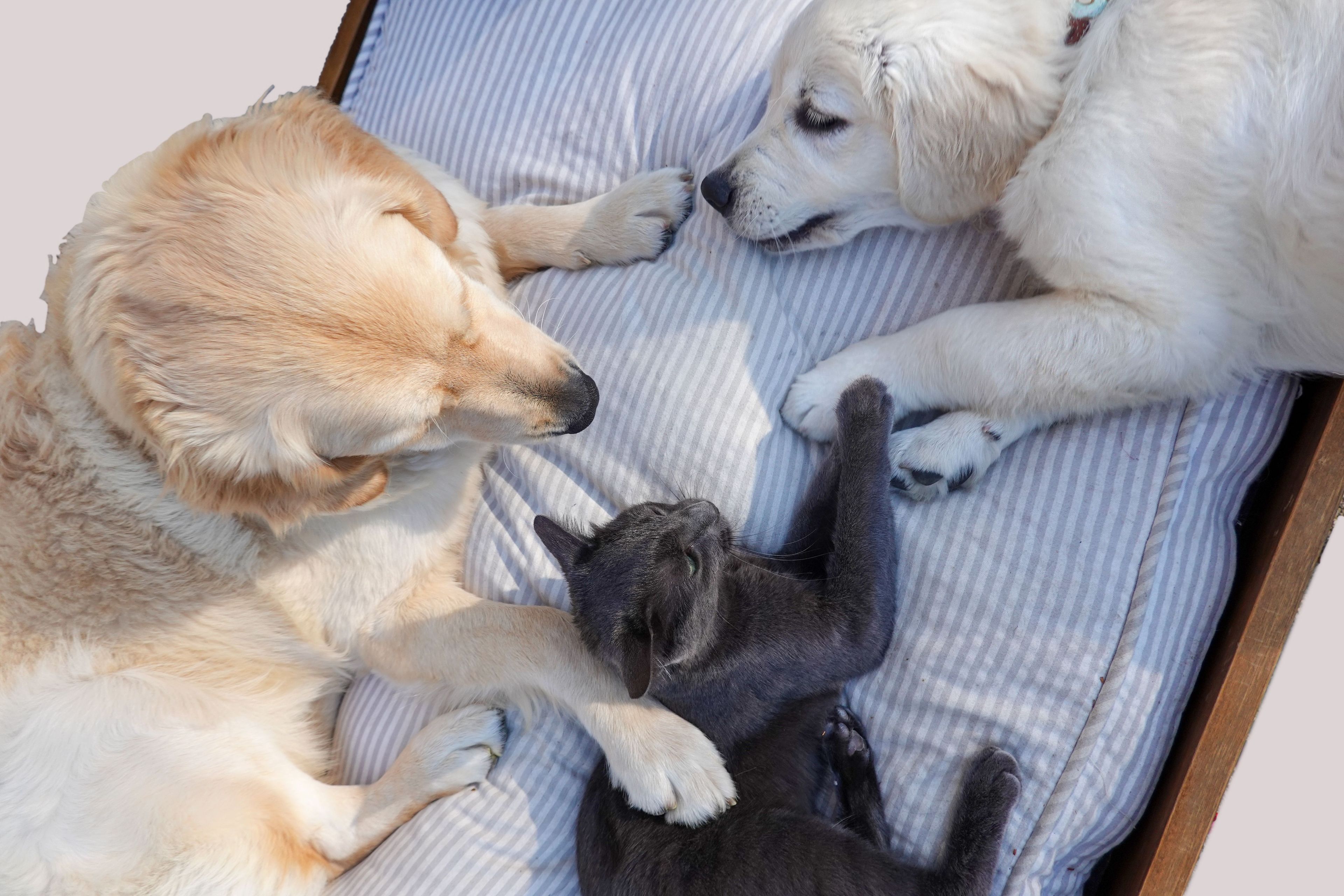Three dogs lying on a striped bed.