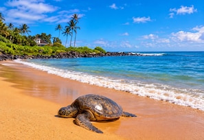 A turtle on a sandy beach with a clear blue sky and ocean waves. - PS 126 - Ocean View • Near Shipwreck Beach (Poipu)