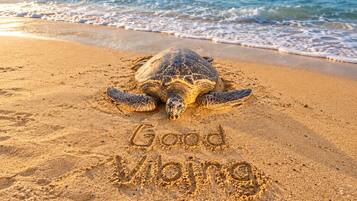 A sea turtle on a sandy beach with the words 'Good Vibrations' written in the sand.