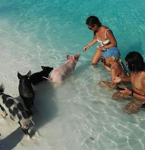 A group of people interacting with pigs in shallow water. - Blue Up Oceanview Villa – 1 Bed/ 1 Bath Upstairs (Long Island)