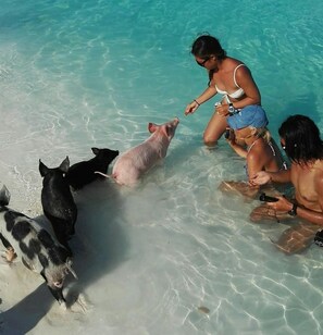 A group of people interacting with pigs in shallow water. - Bahama Dreamin’ Downstairs Oceanfront Villa – 2/2 (Long Island)