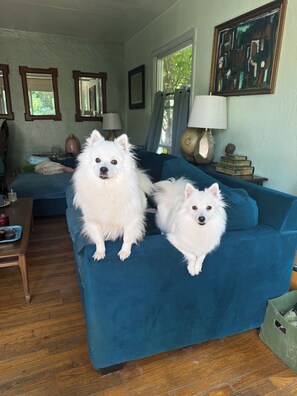 Two white dogs on a blue couch in a room with a wooden floor, a lamp, and a painting on the wall. - Libby Rock 'n' Roll Room walk to the bowl. Decorated in family rock memorabilia (Ojai)