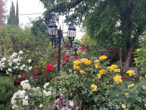 A garden with various flowering plants and two black street lamps. - Libby Rock 'n' Roll Room walk to the bowl. Decorated in family rock memorabilia (Ojai)