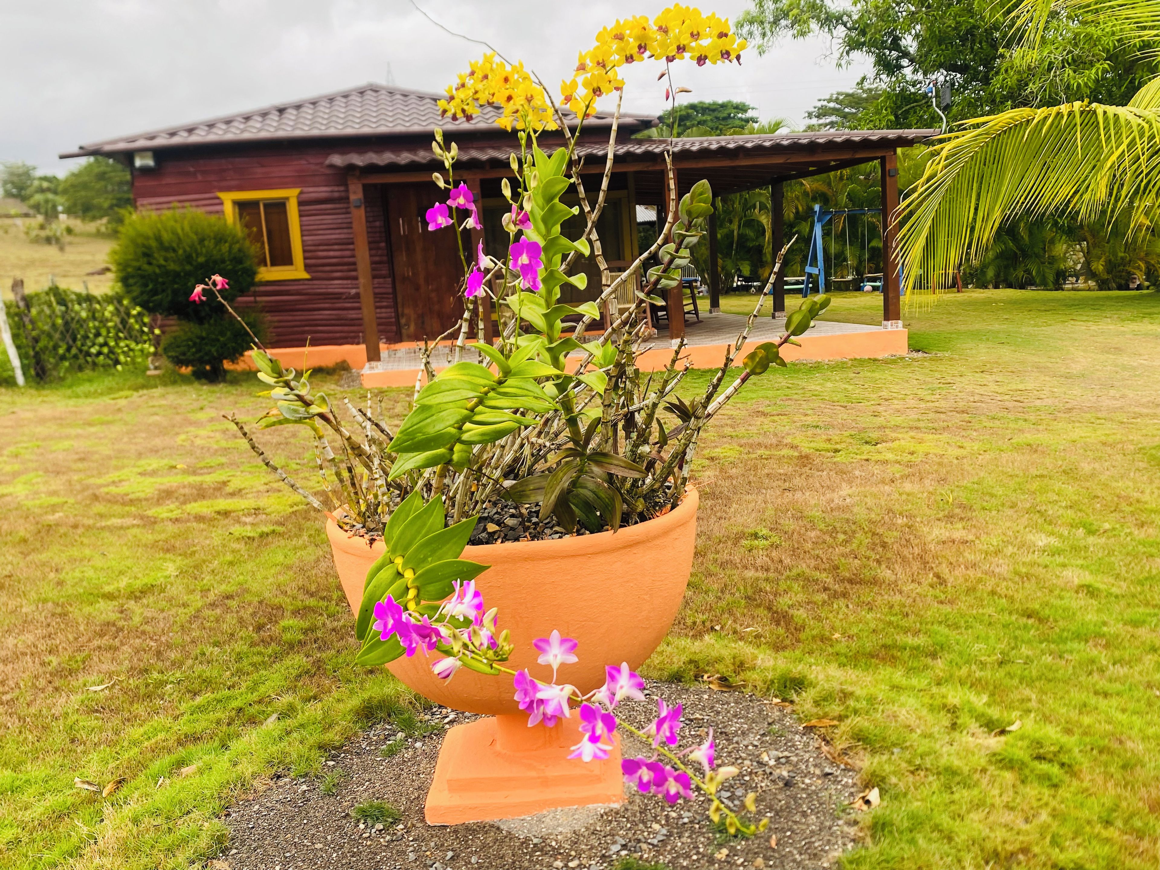 A potted plant with flowers in front of a house.