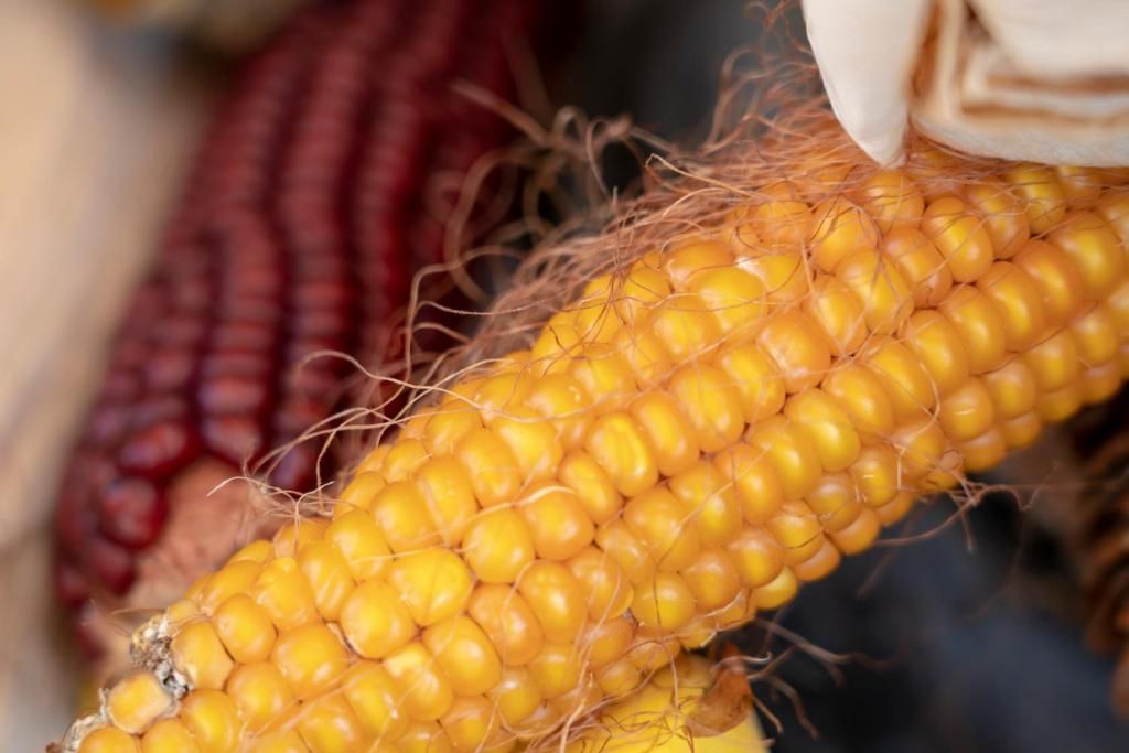 A close-up of a corn cob with yellow kernels and a husk.