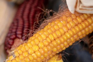 A close-up of a corn cob with yellow kernels and a husk.