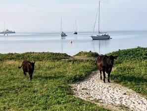 Ein Küstenpfad mit zwei Kühen und Segelbooten im Hintergrund.