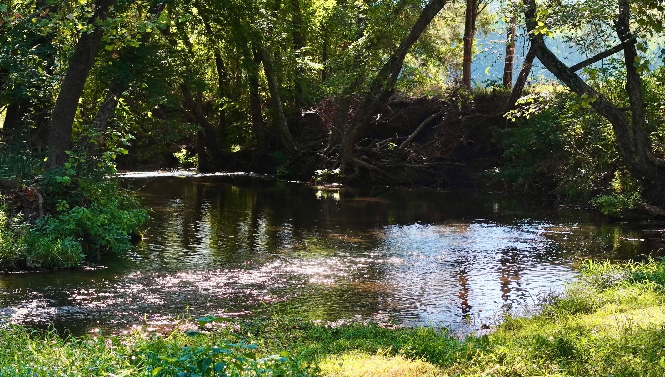 Une rivière paisible, bordée d’une végétation luxuriante et d’arbres.