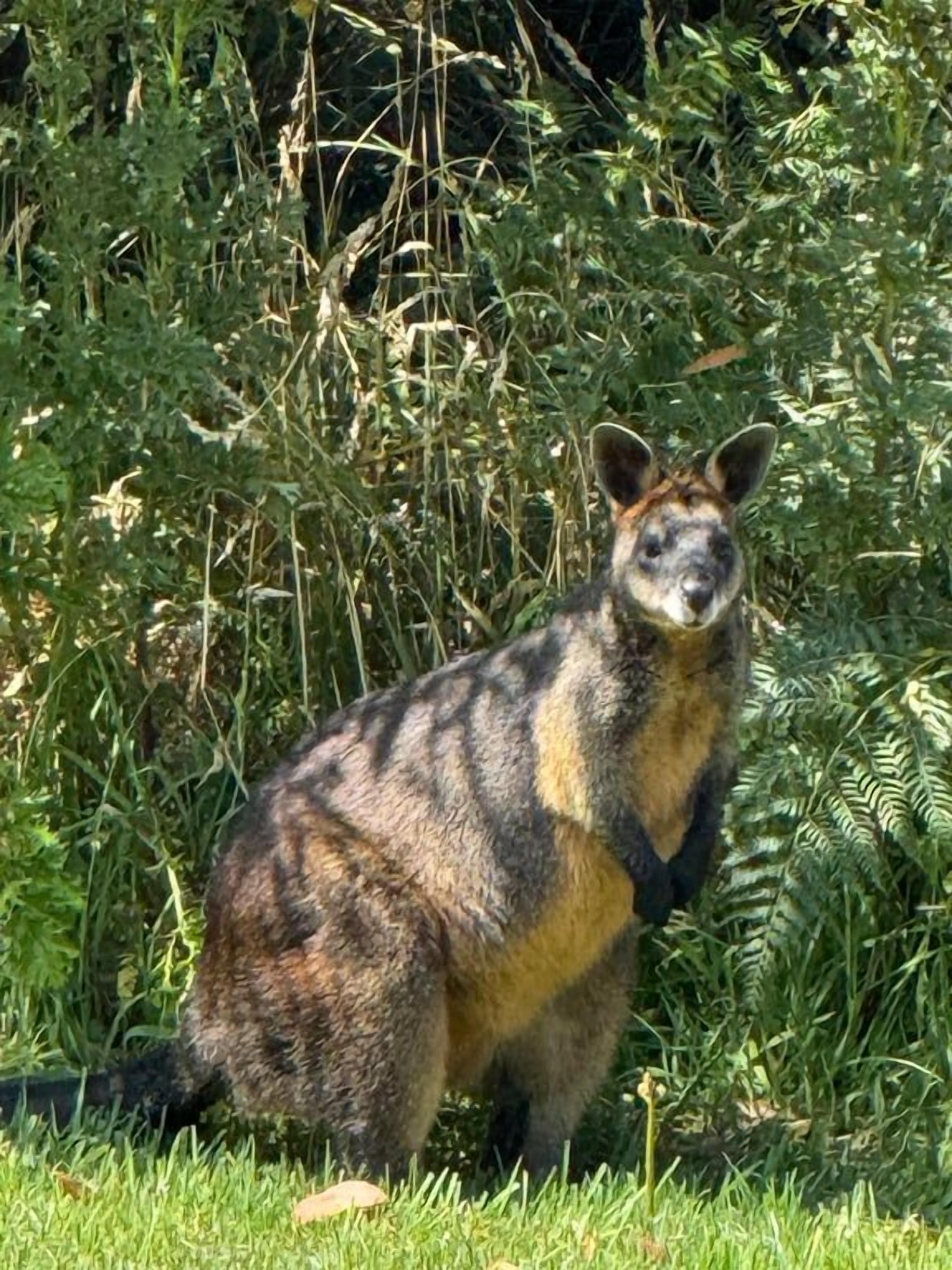 A kangaroo standing in a grassy area with dense foliage in the background.