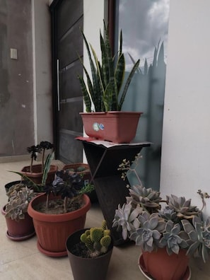 Verschillende potplanten op een balkon met een betonnen vloer en een deur op de achtergrond.
