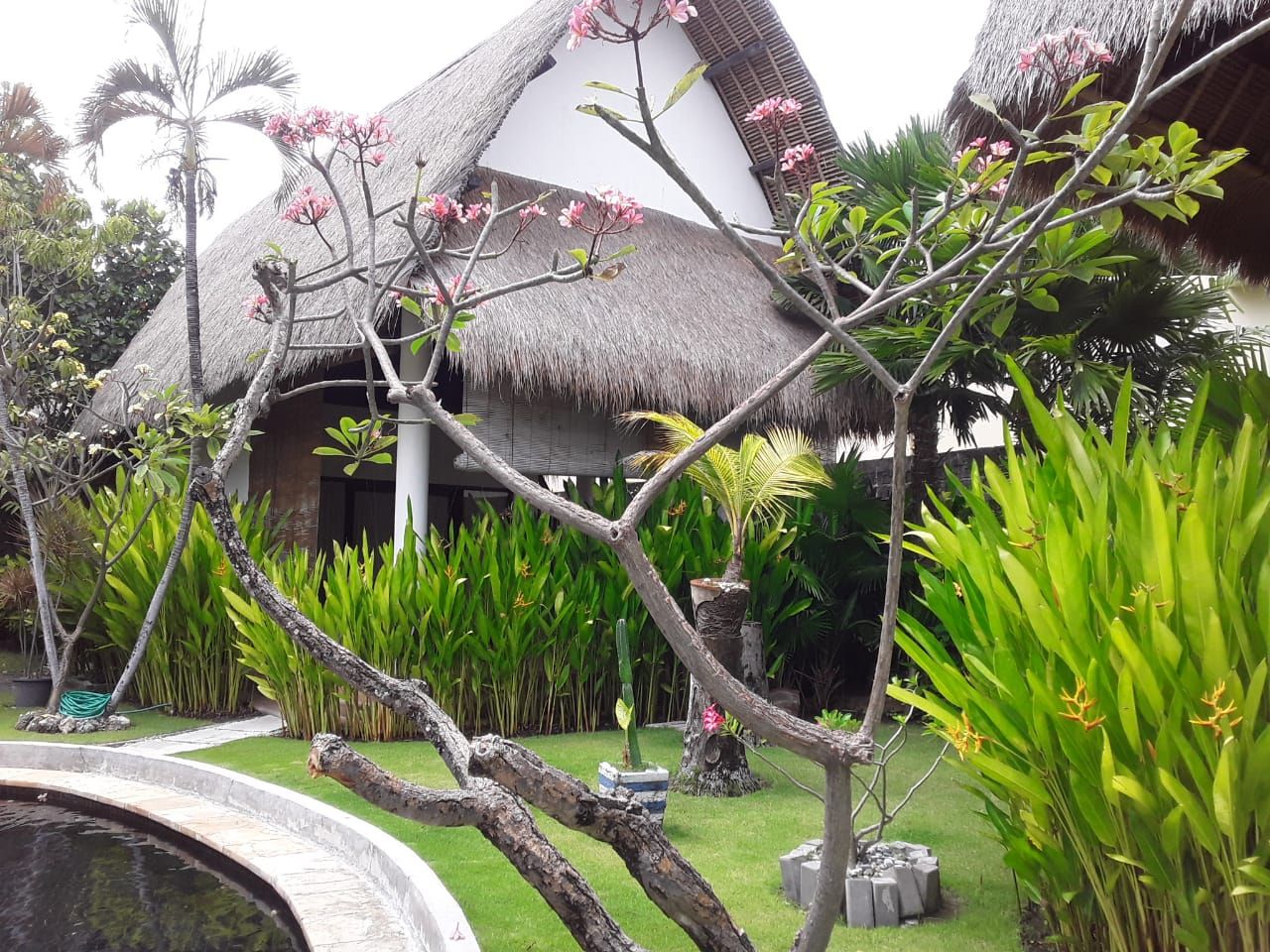 A tropical garden with a thatched-roof building, a small pond, and various tropical plants.