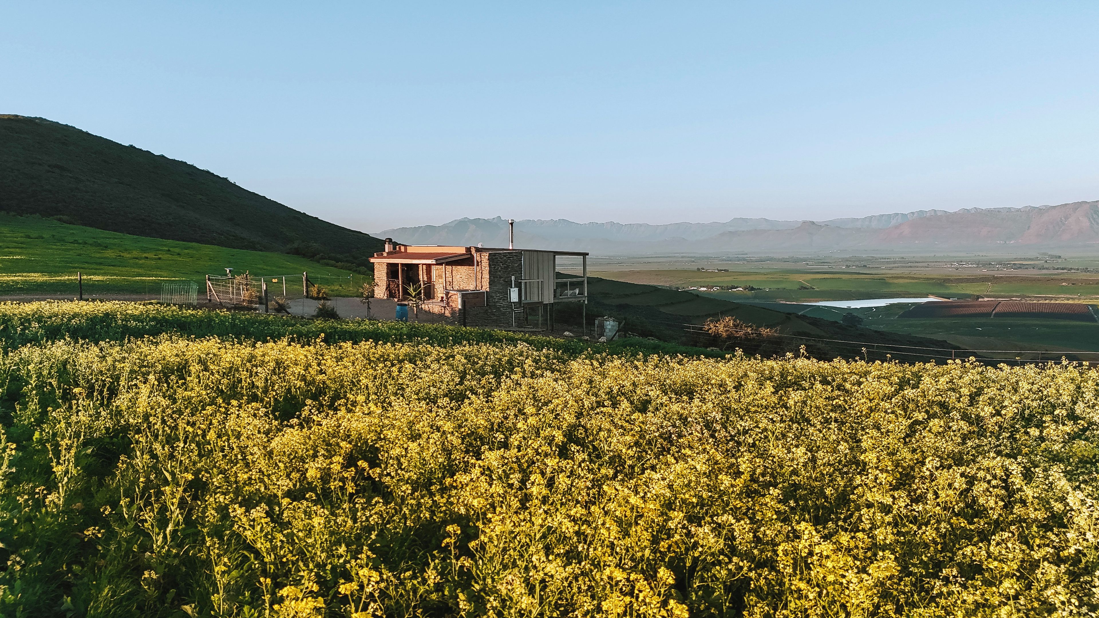 Un paisaje rural con una pequeña construcción de piedra rodeada de campos de flores amarillas.