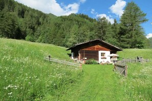 A rustic wooden cabin with a sloped roof, surrounded by a lush green meadow and dense forest. - Pifrailerhof "Alte Mühle" (Schnals - Südtirol)