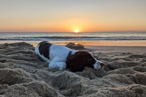 A dog lying on a sandy beach with a sunset in the background. - Holiday apartment with 3 bedrooms (Callantsoog)