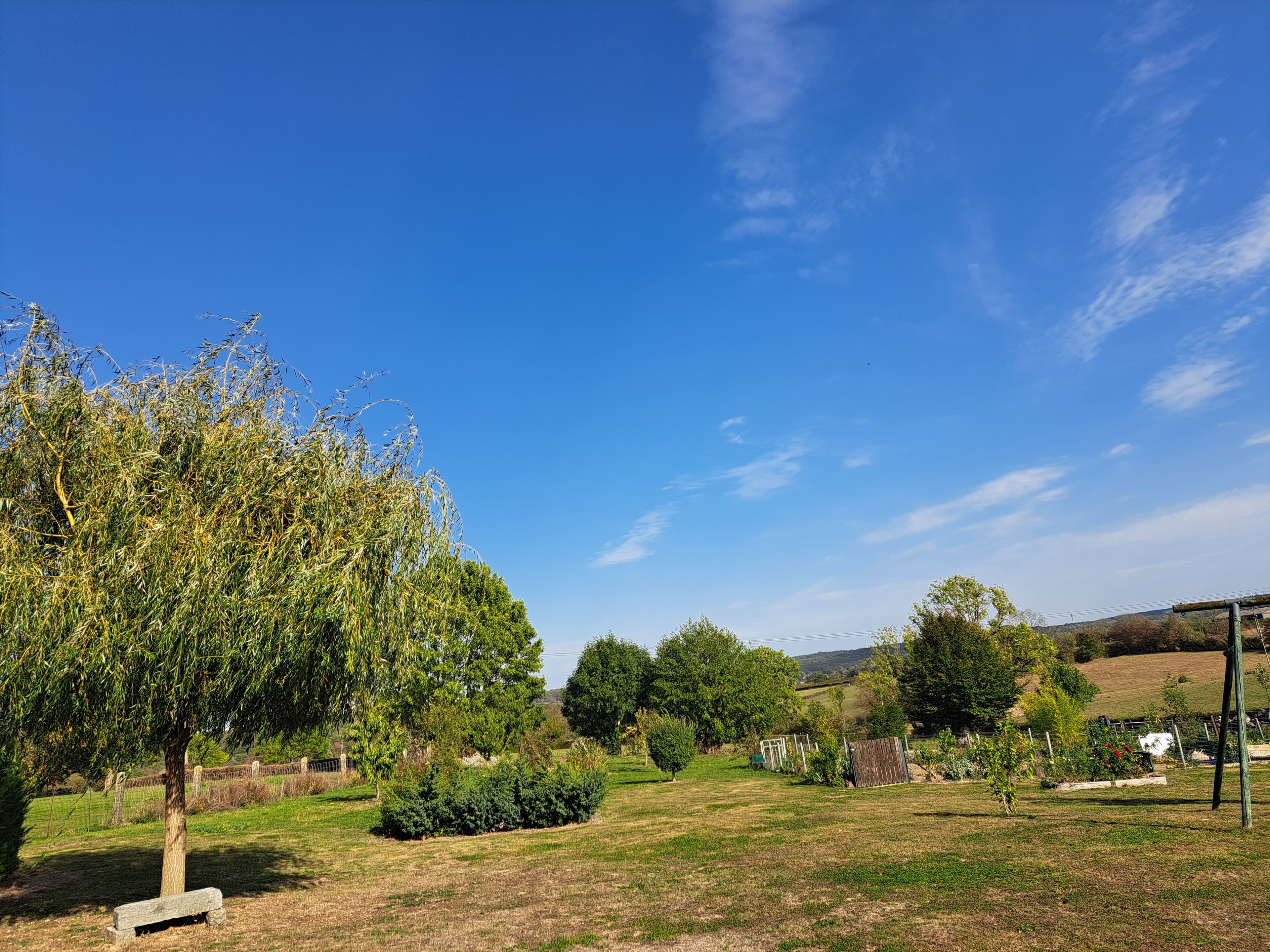A grassy outdoor area with trees and a clear sky.