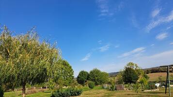A grassy outdoor area with trees and a clear sky.