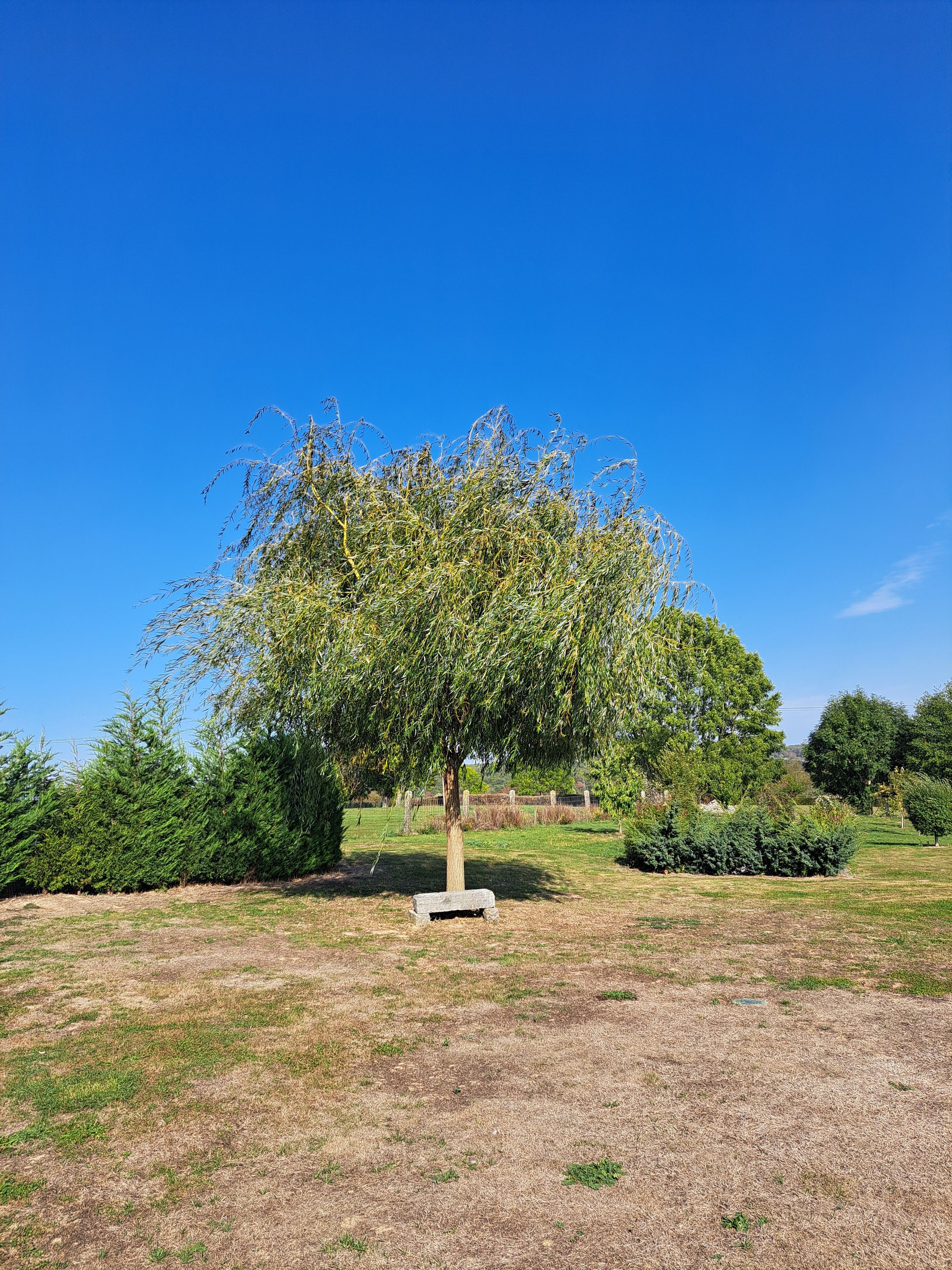 Een boom in een grasveld met een heldere blauwe lucht.