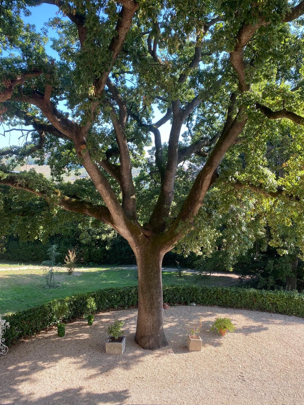 A large tree with a thick trunk and spreading branches in a landscaped area with gravel ground and potted plants.