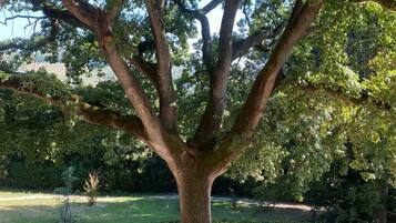 A large tree with a thick trunk and spreading branches in a landscaped area with gravel ground and potted plants.