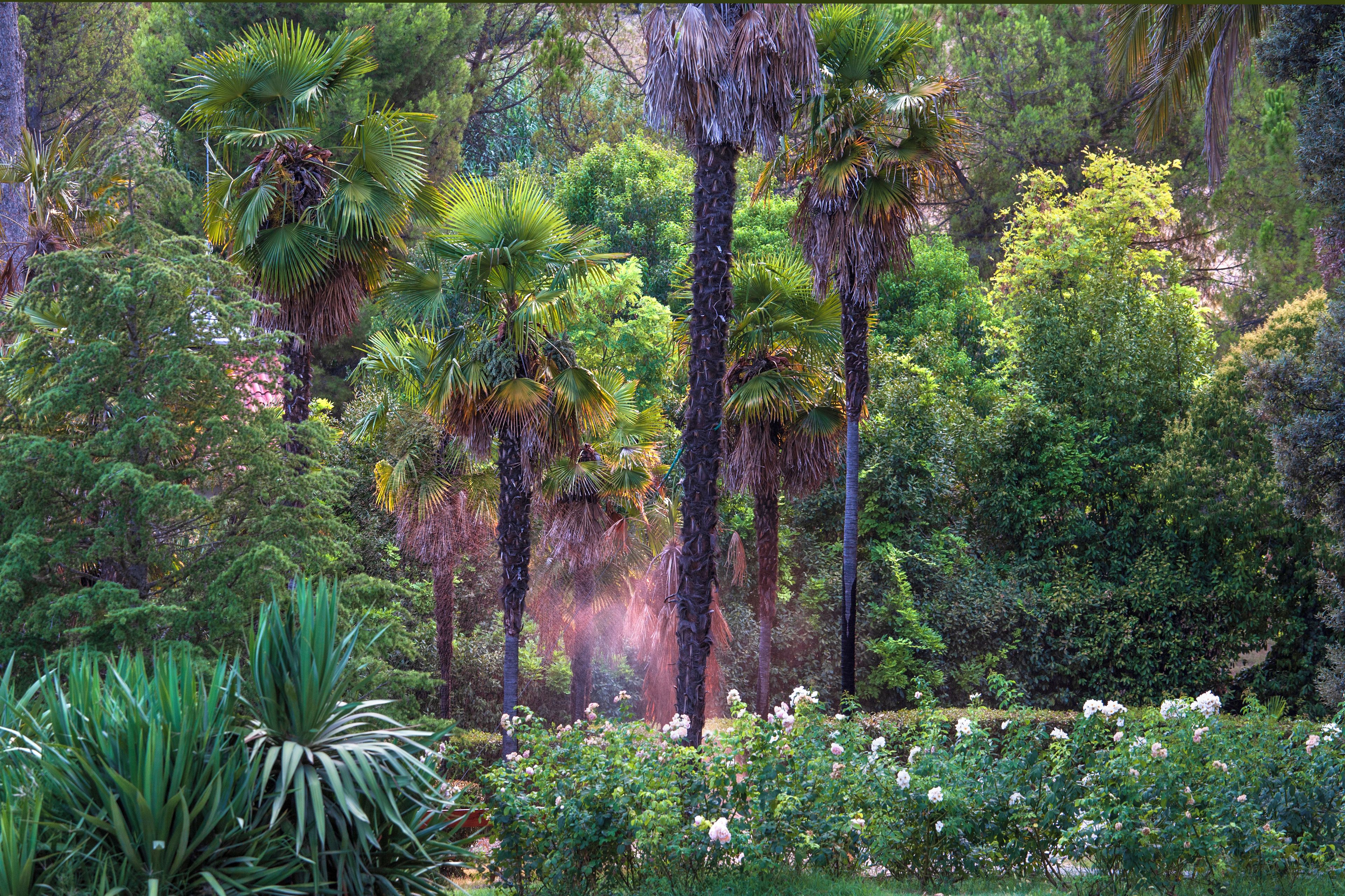 A lush garden with a variety of trees, including palm trees and flowering bushes.
