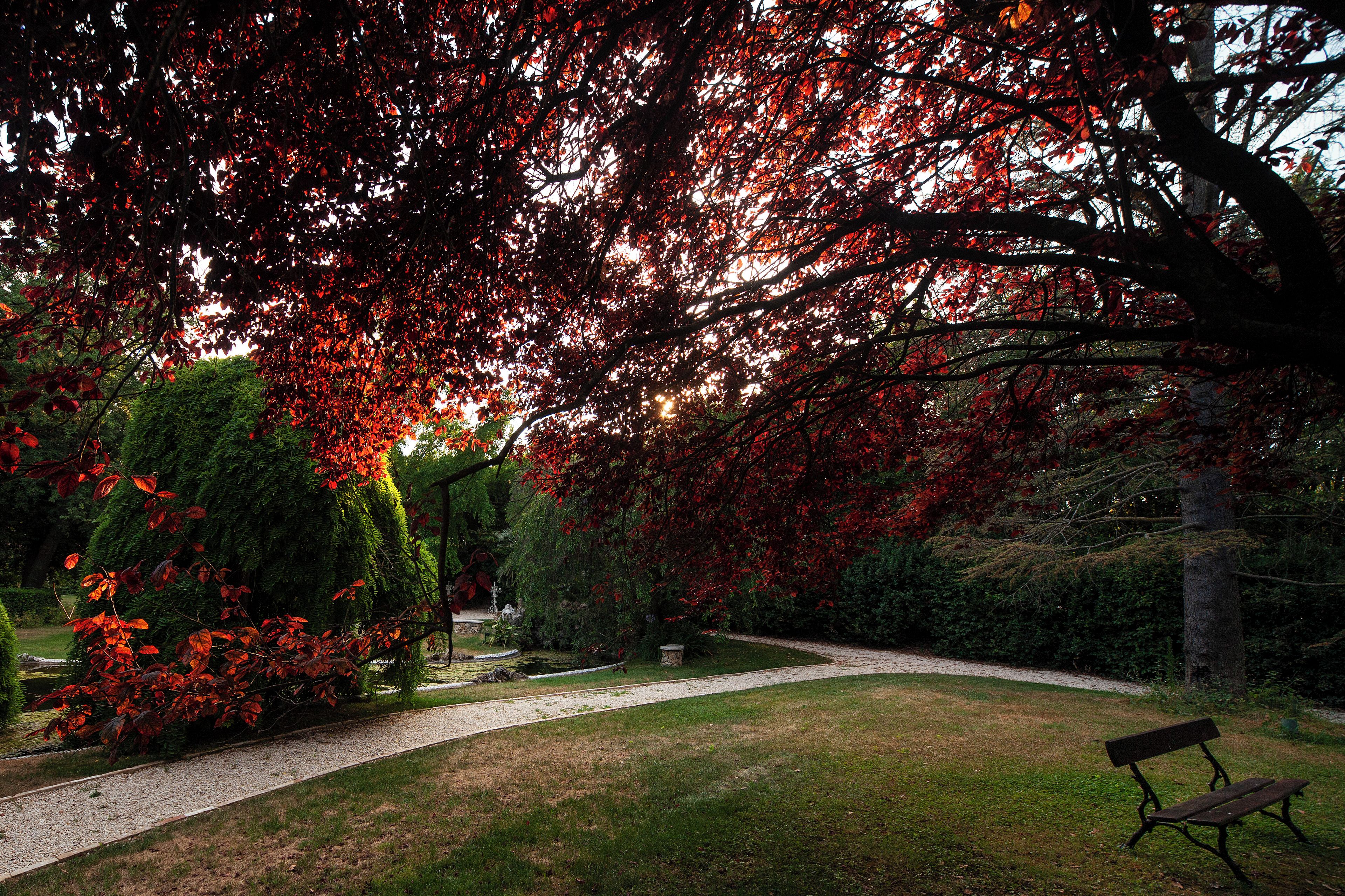 A park with a gravel path, a bench, and trees with red leaves.