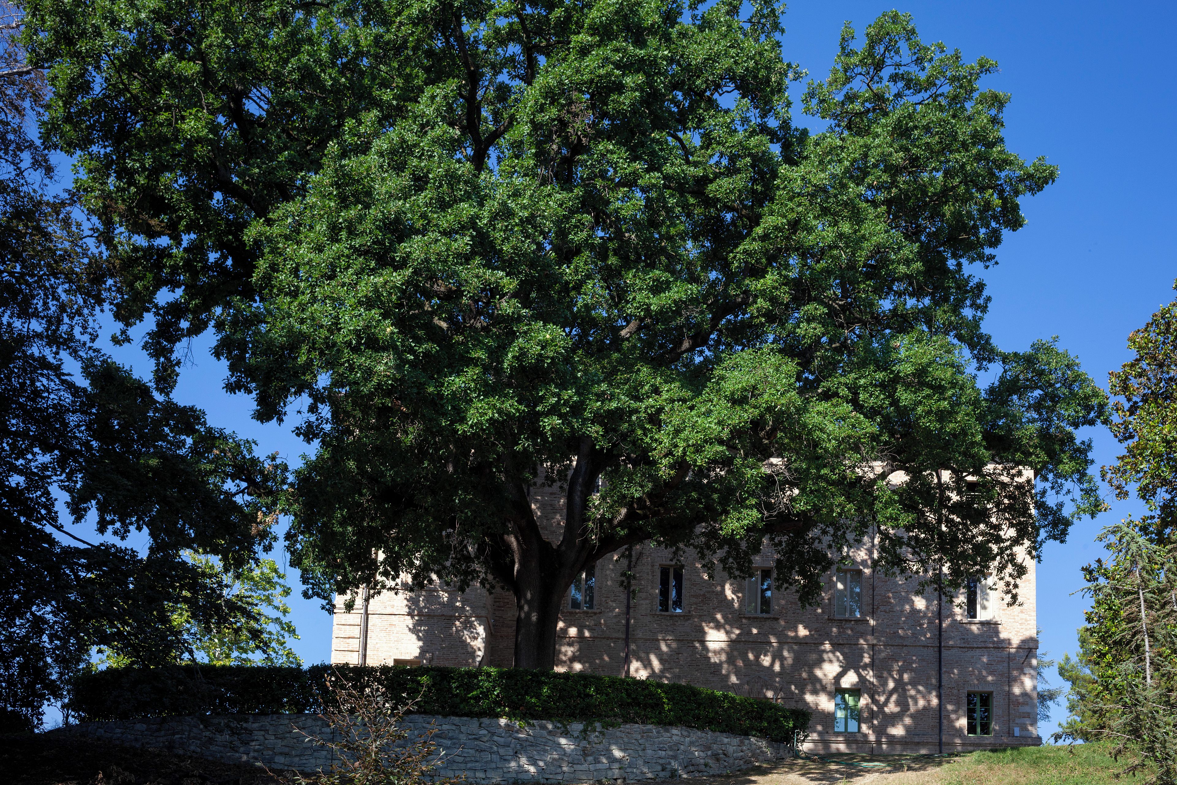 Un grand arbre se dresse devant un immeuble doté de nombreuses fenêtres et d’un mur en pierre.