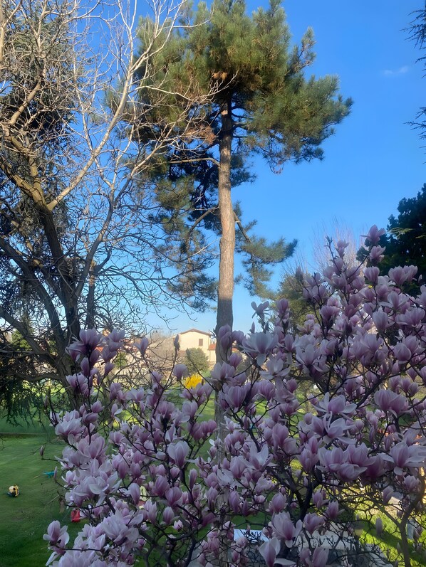 Un jardin où l’on trouve une variété d’arbres, notamment un grand pin et des magnolias en fleurs.