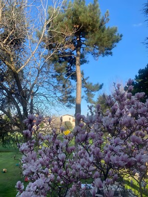 A garden with a variety of trees, including a tall pine tree and blooming magnolia flowers. - Apartment 'Villa Gabri 25 Wellness' with Wi-Fi and air conditioning (Seriate)