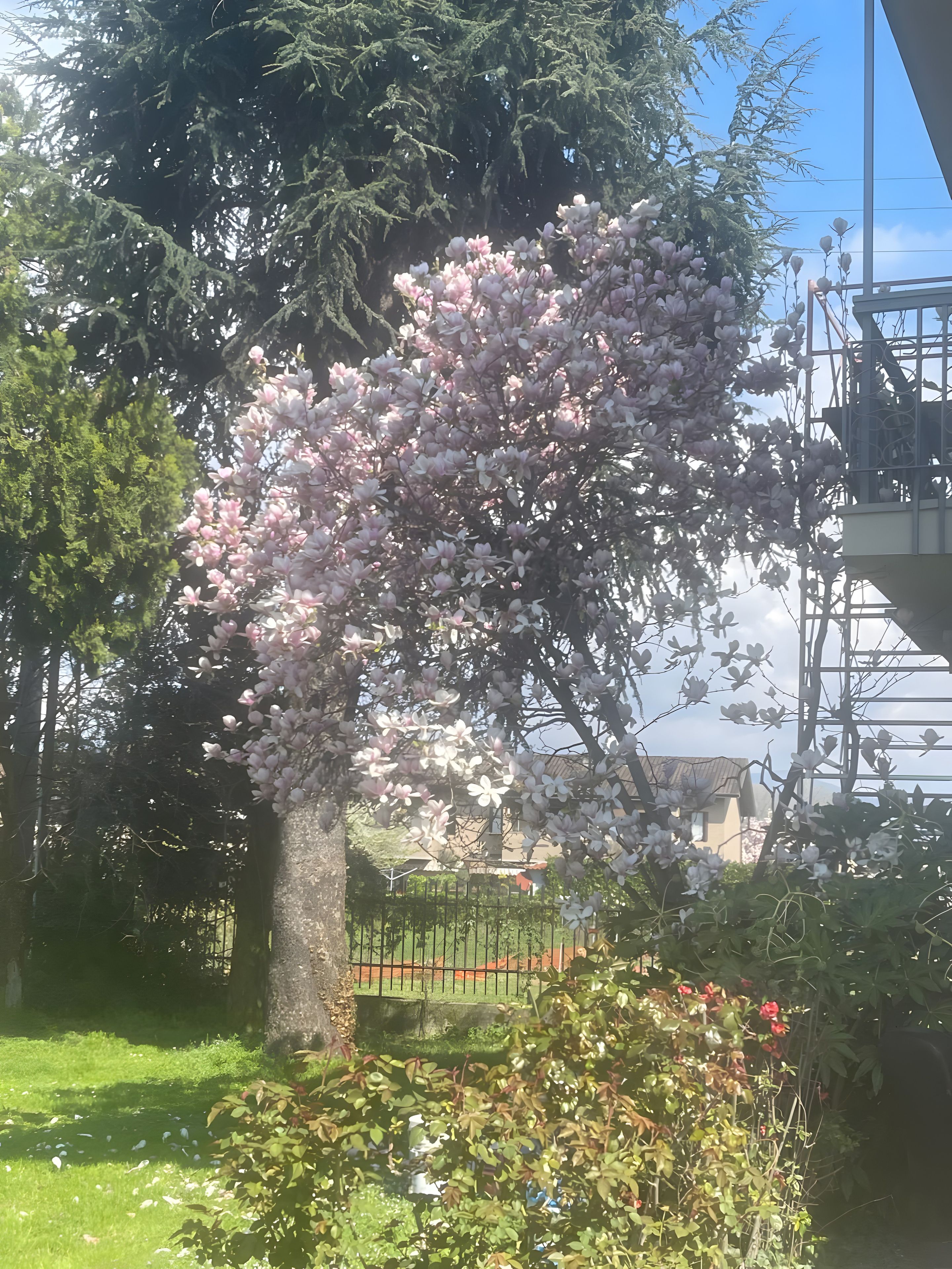 Ein Baum mit rosa Blüten in einer angelegten Grünfläche mit Zaun und viel Grün.