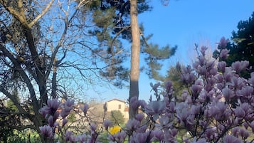 A garden with a variety of trees, including a tall pine tree and blooming magnolia flowers.