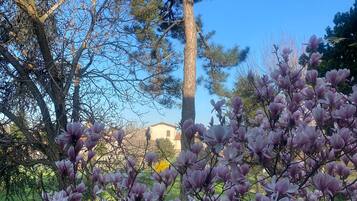 A garden with a variety of trees, including a tall pine tree and blooming magnolia trees.