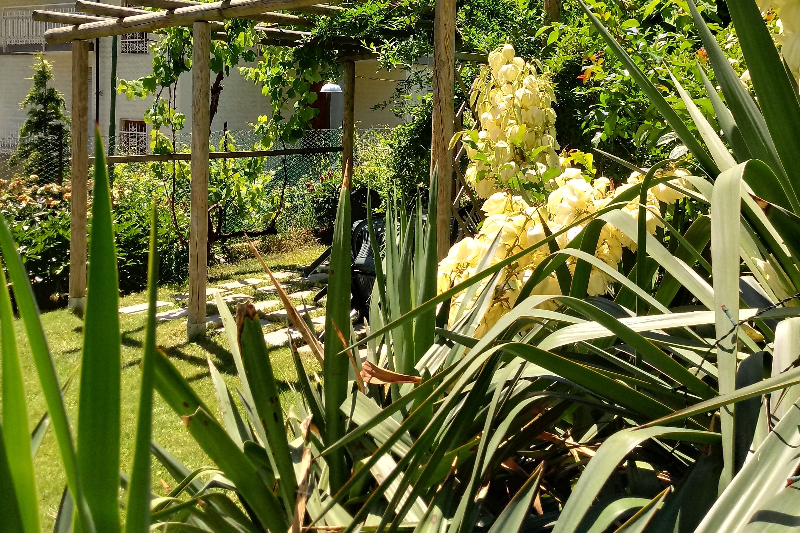 Un jardin agrémenté d’une pergola, de différentes plantes et d’une clôture.