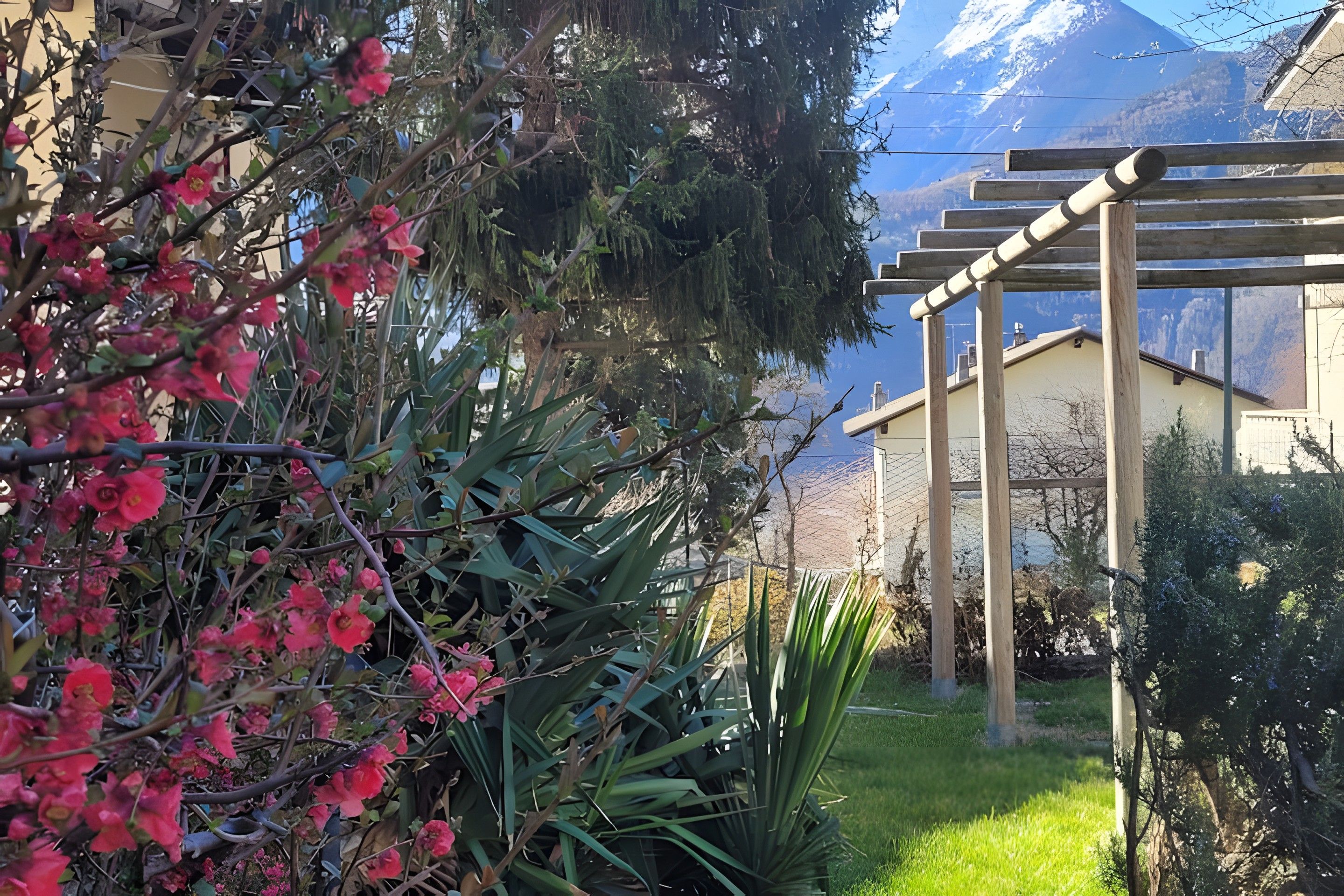 A garden with a wooden pergola, a variety of plants, and a mountain backdrop.