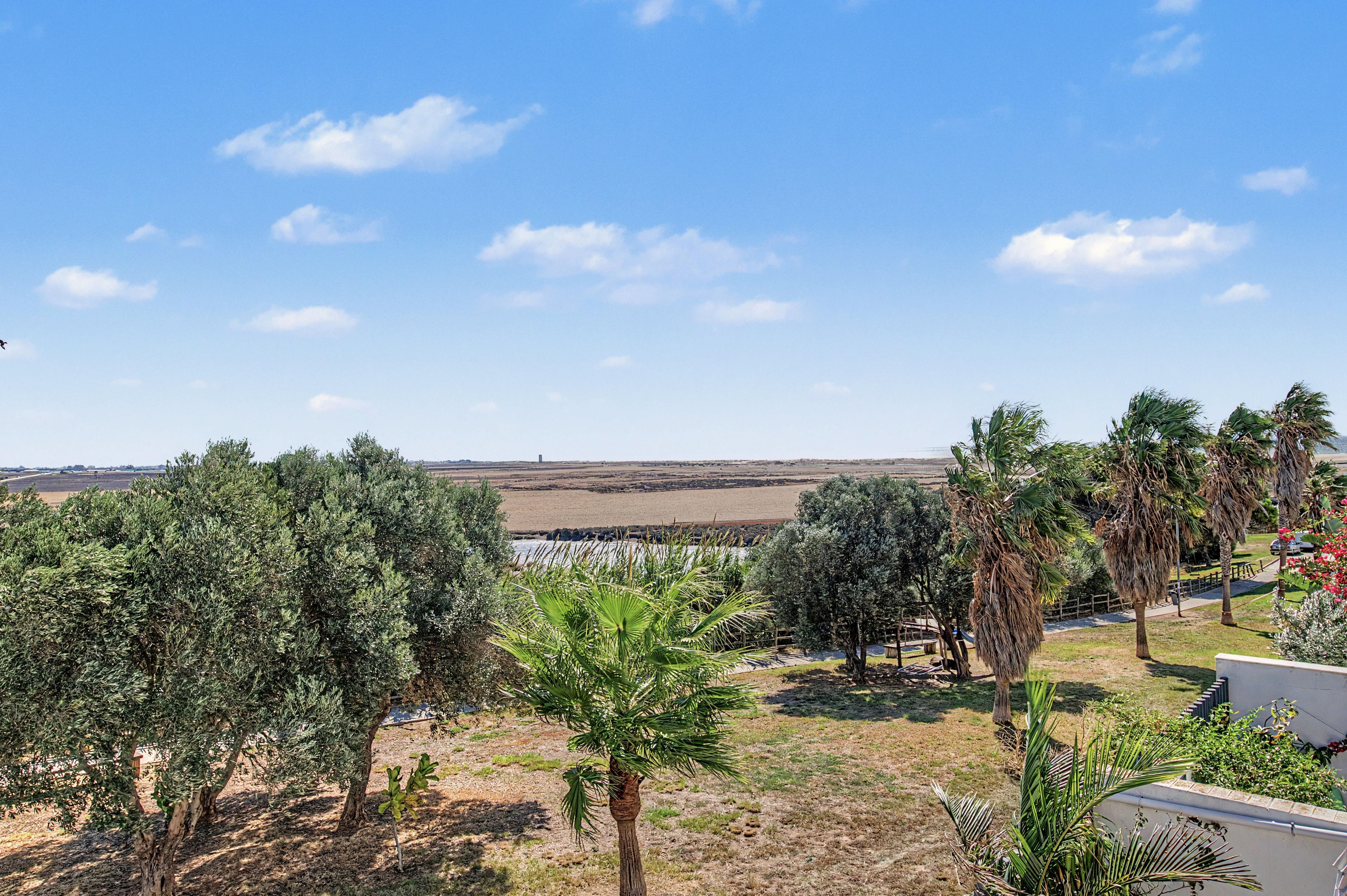 A landscape with olive trees, a palm tree, and a view of the sea.