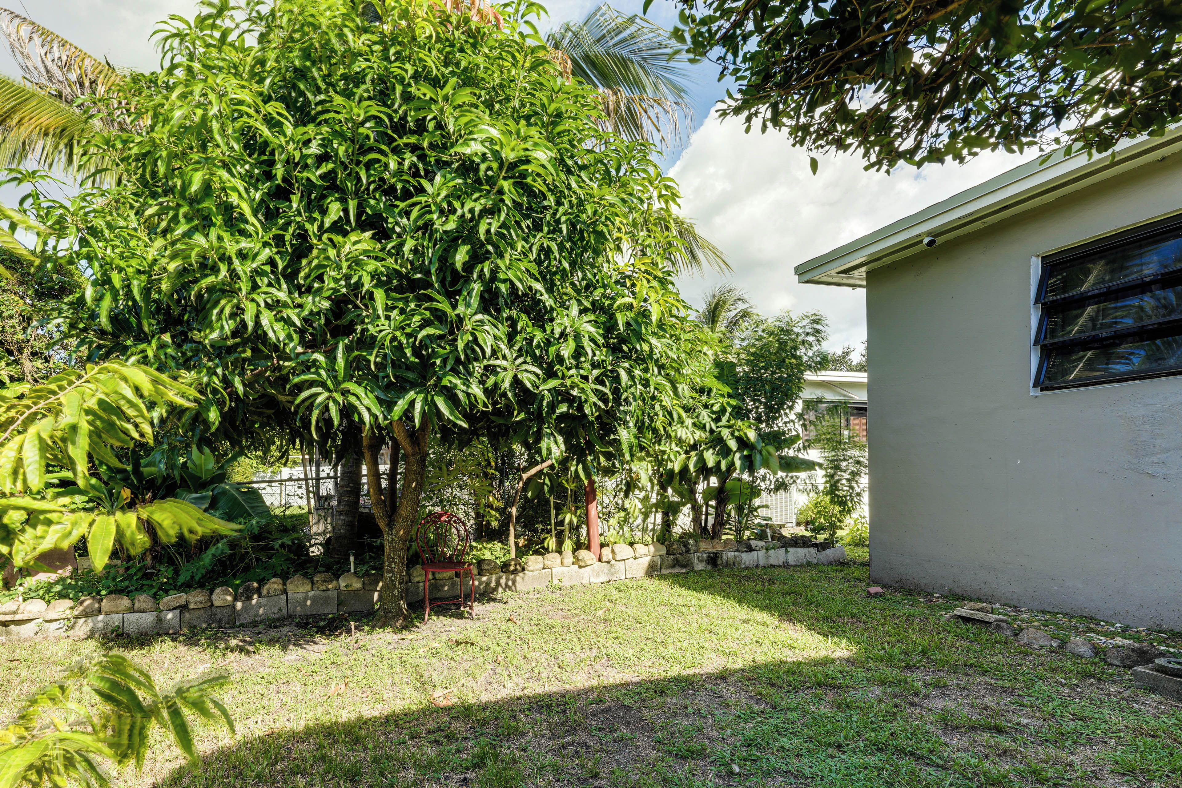 A residential area with a large tree, a small building with a window, and a stone wall.