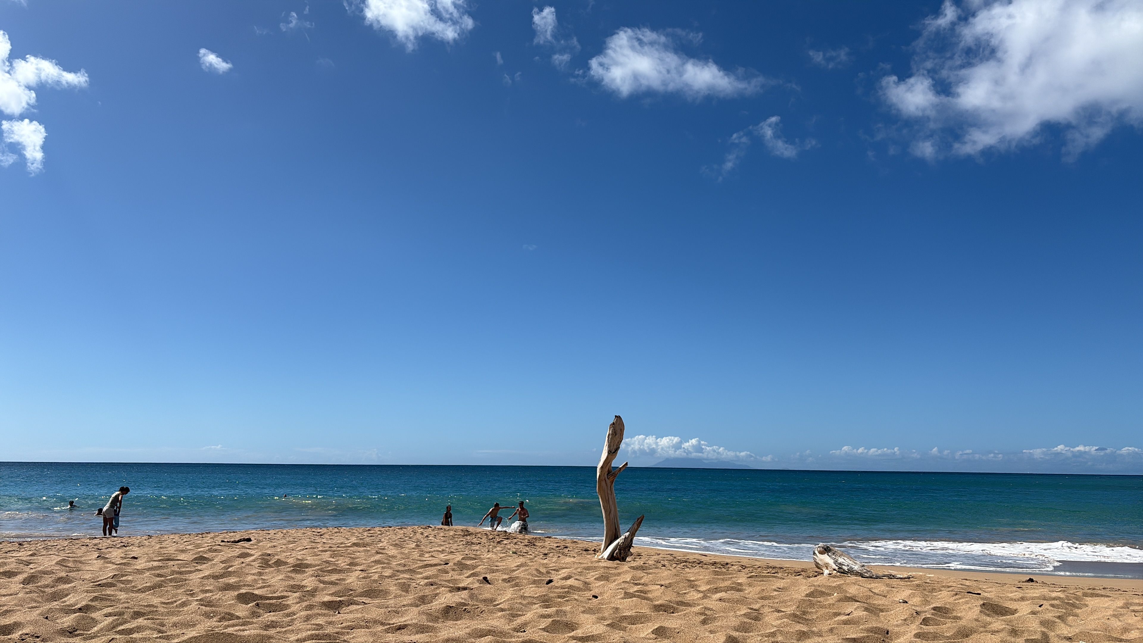 A beach with a clear sky, ocean, and a single tree.