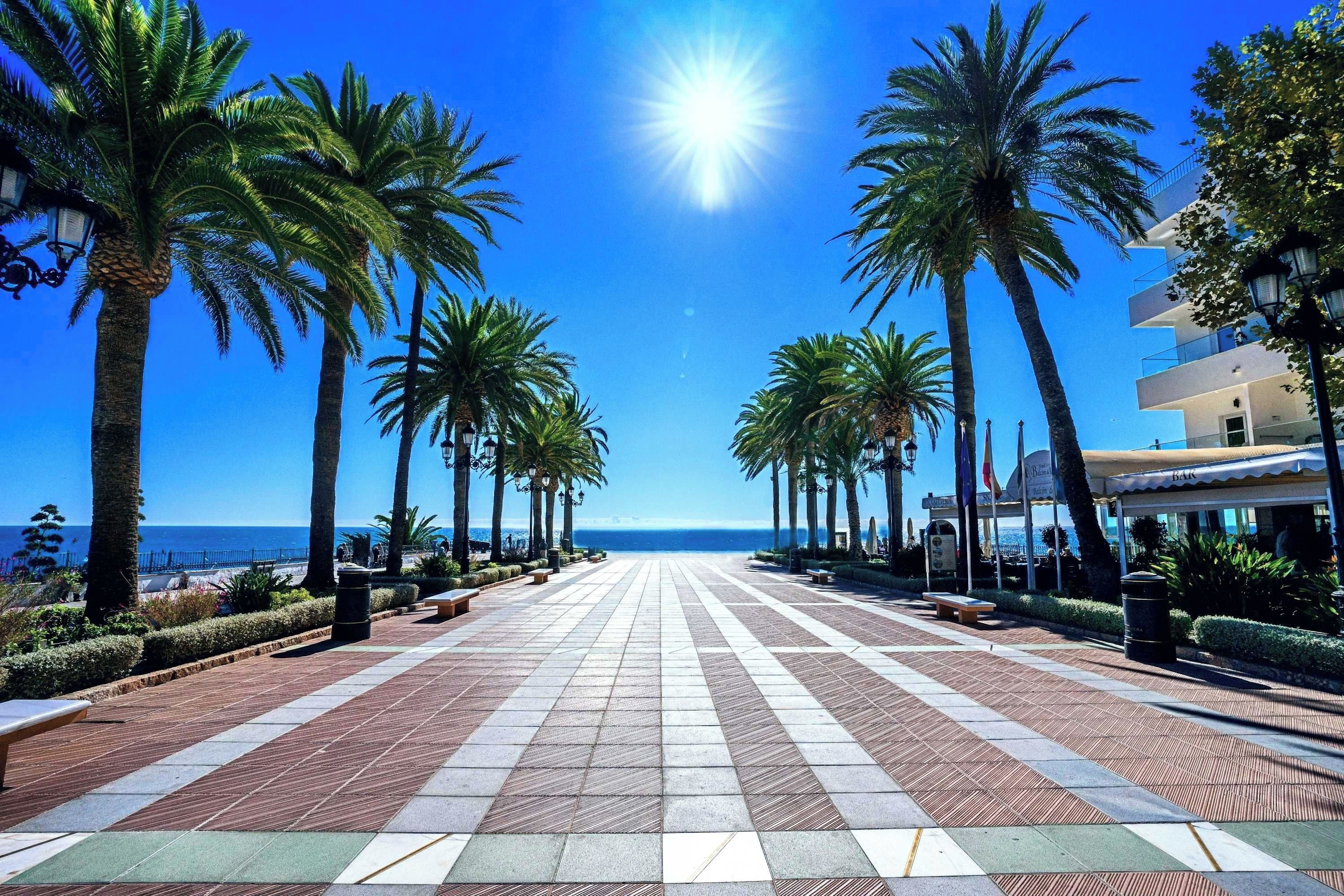 A paved walkway lined with palm trees and benches, leading towards a beach with the ocean in the background.