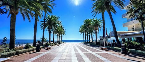A paved walkway lined with palm trees and benches, leading towards a beach with the ocean in the background.