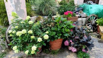 Un jardin agrémenté de plantes en pot et d’une roue de charrette en bois.