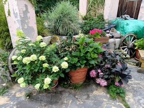 Un jardin agrémenté de plantes en pot et d’une roue de charrette en bois.