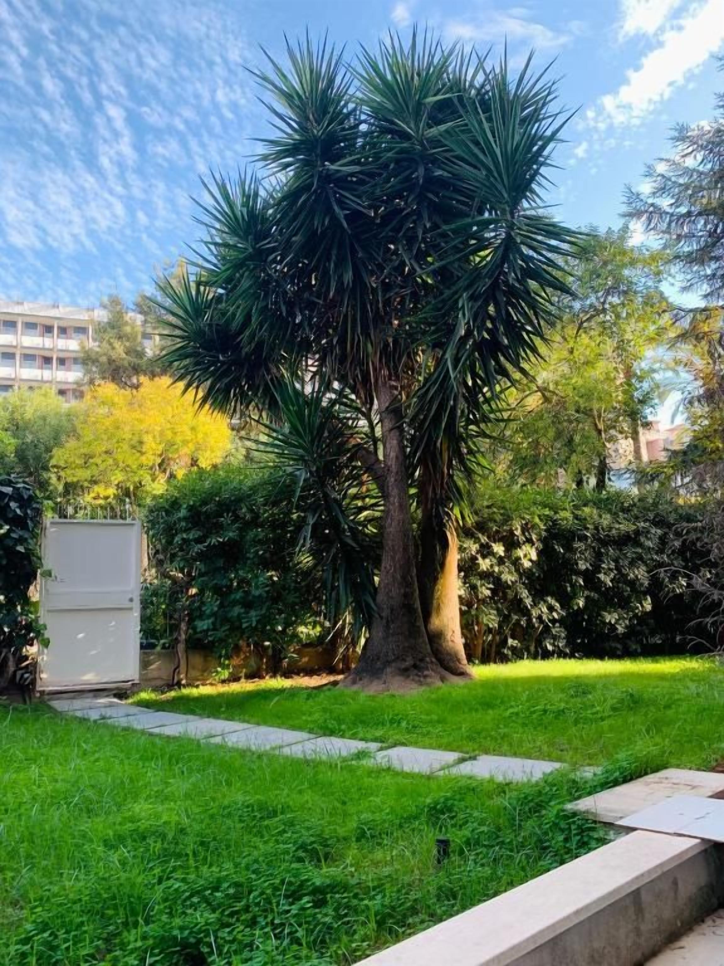 Un arbre à l’écorce épaisse et au feuillage dense, situé dans un espace verdoyant bien entretenu, avec un chemin pavé.