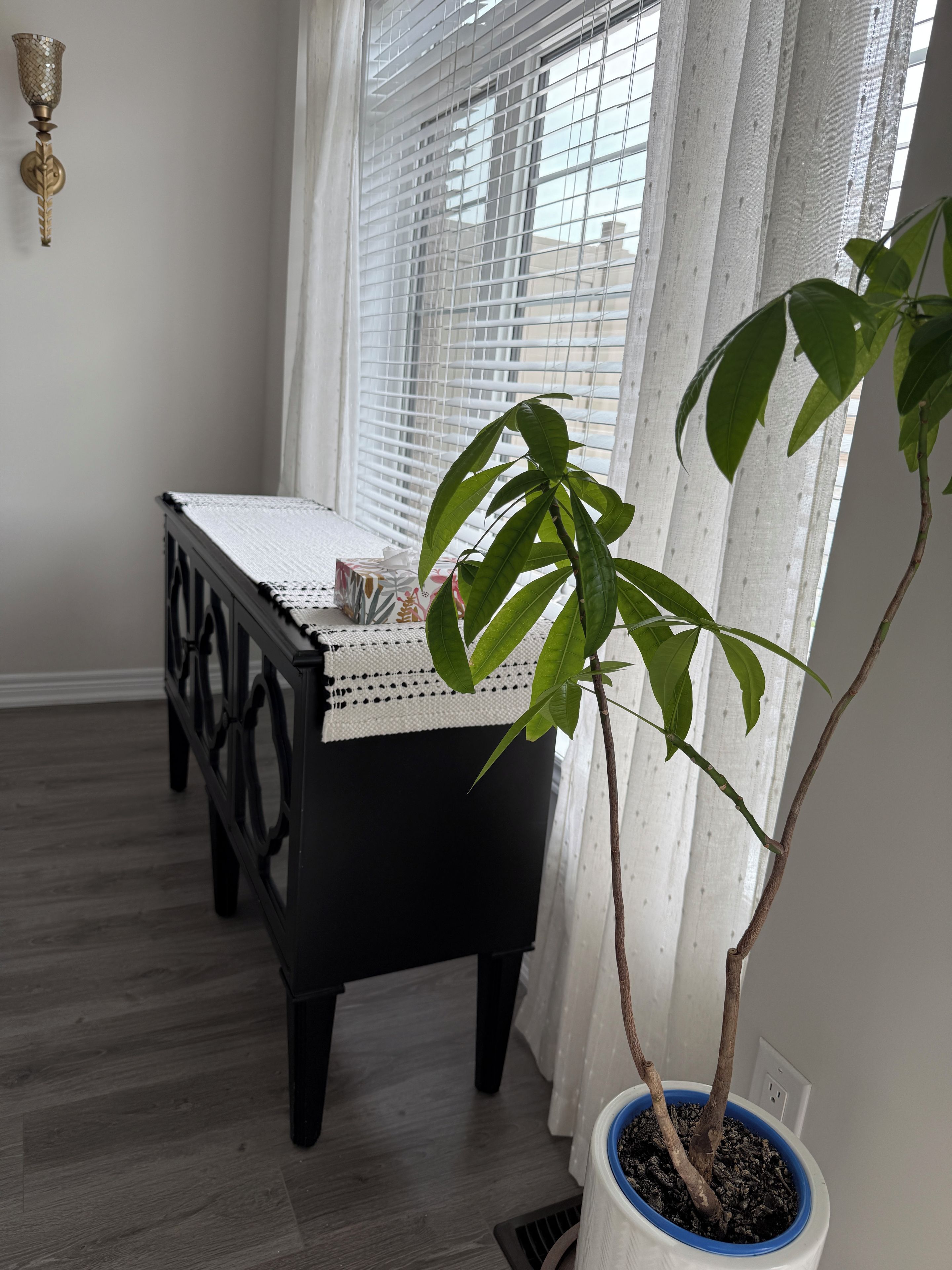 A room with a black table, a potted plant, and a window with blinds.