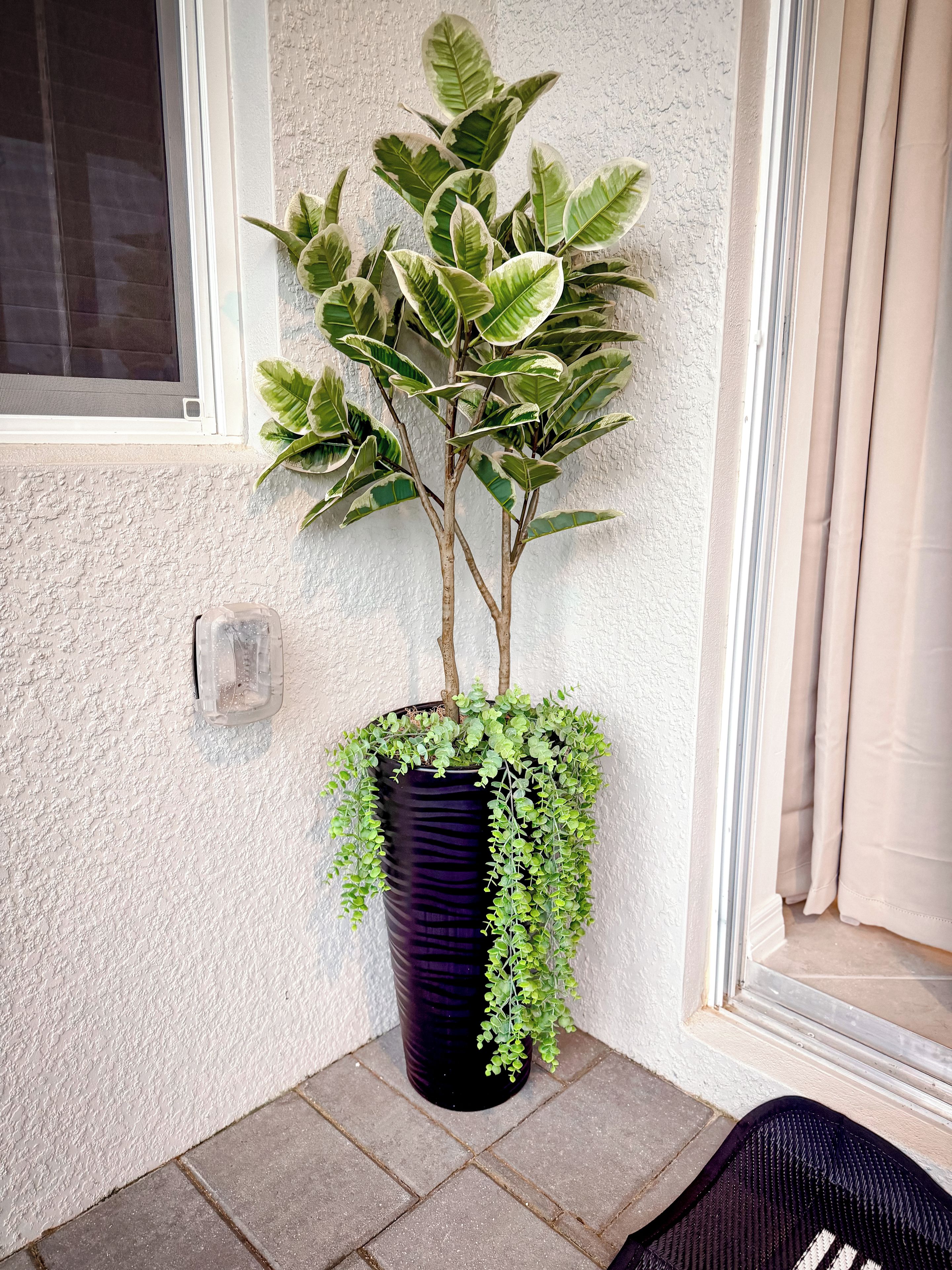 A potted plant with variegated leaves against a textured wall, a window with a screen, and a door with a doormat.