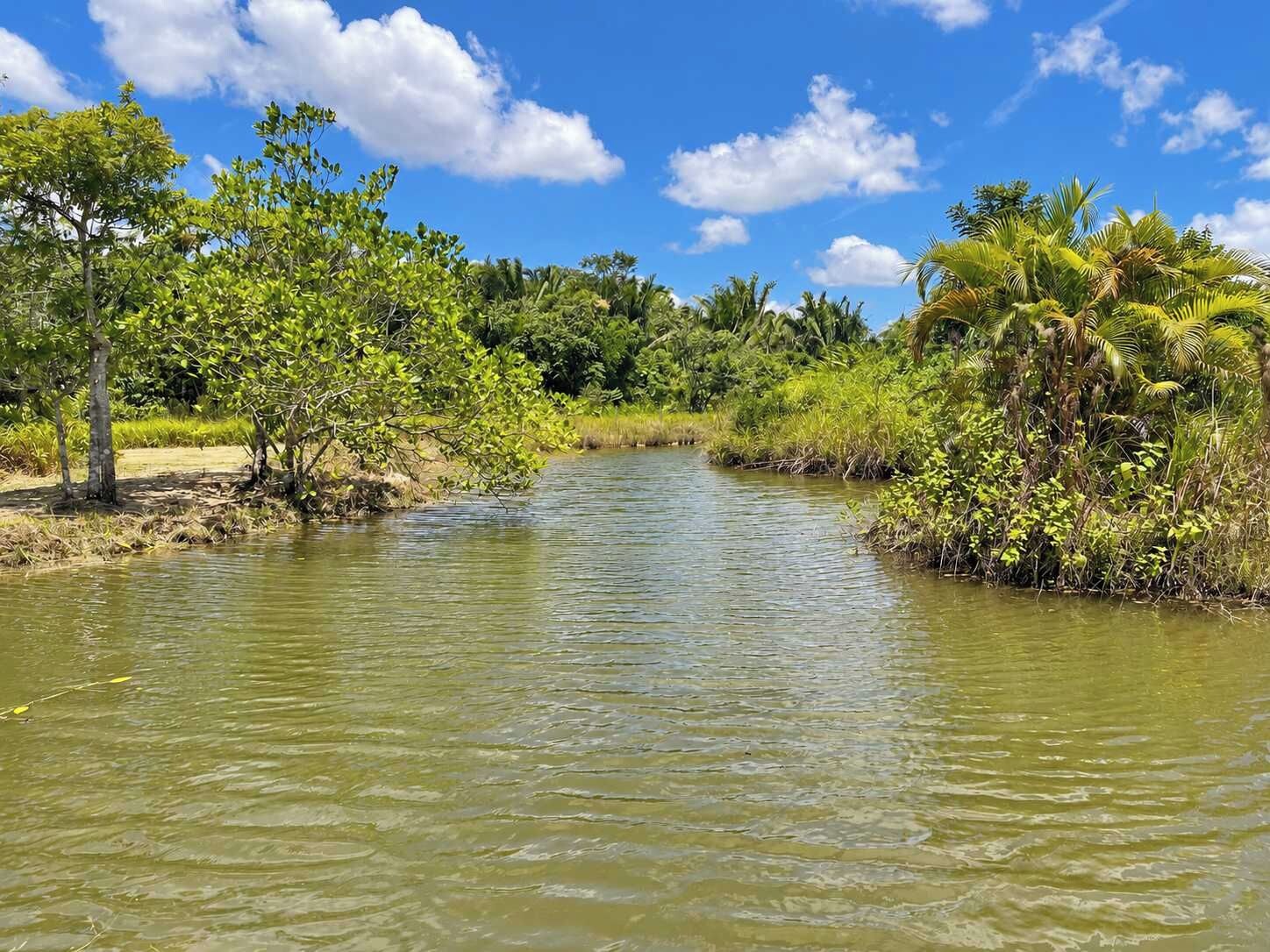 A river with dense vegetation on both sides, clear skies, and a calm water surface.