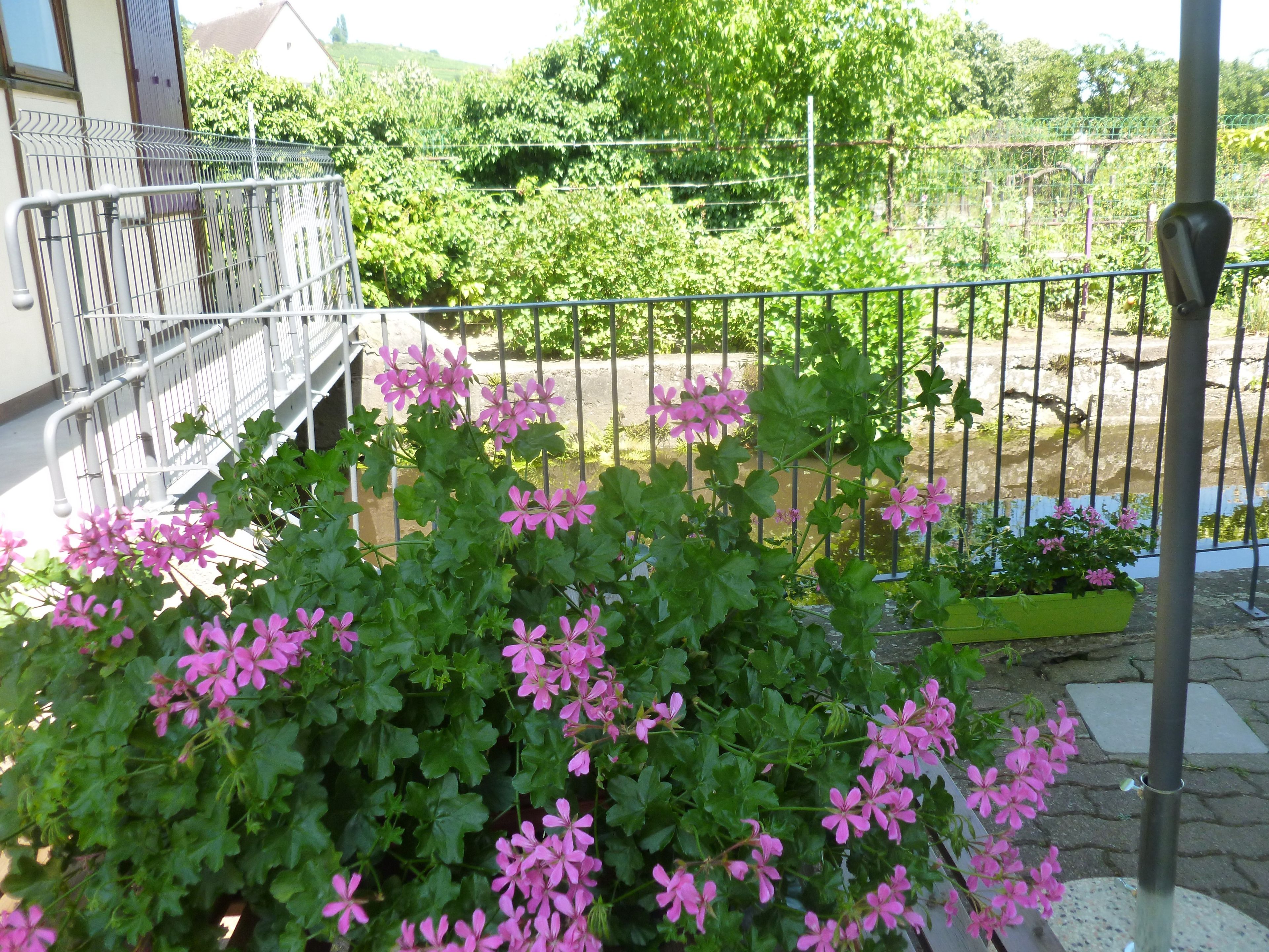 A garden with pink flowers and a metal fence.